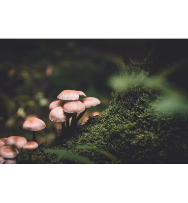 Pilze in der Naturkosmetik: Wirkung und Vorteile für die Haut - 